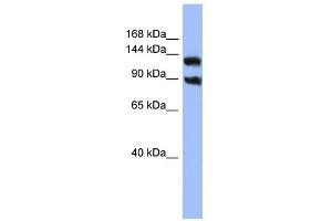 WB Suggested Anti-KCNH3 Antibody Titration:  0. (KCNH3 anticorps  (Middle Region))