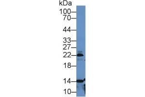Rabbit Detection antibody from the kit in WB with Positive Control: Mouse lung lysate. (PF4 Kit CLIA)