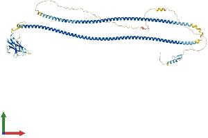 AlphaFold protein structure predicition of Human Recombinant CALCOCO1 Protein, UniprotID Q9P1Z2