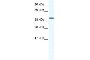 SOX7 antibody (20R-1133) used at 2. (SOX7 anticorps  (N-Term))