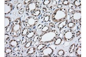 Immunohistochemical staining of paraffin-embedded Human Kidney tissue using anti-TBXAS1 mouse monoclonal antibody. (TBXAS1 anticorps)