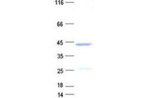 Validation with Western Blot