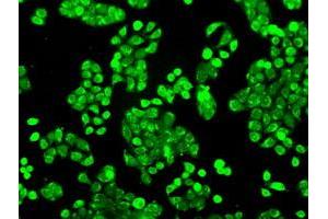 Image no. 4 for anti-P450 (Cytochrome) Oxidoreductase (POR) antibody (ABIN1497744) (POR anticorps)