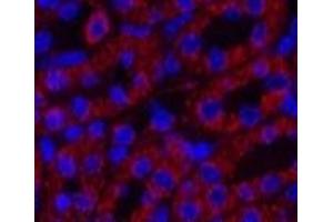 Immunofluorescence analysis of Mouse kidney tissue using COX4I1 Monoclonal Antibody at dilution of 1:200. (COX IV anticorps)