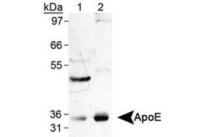Western blot analysis of APOE in human tissue lysate using APOE monoclonal antibody, clone WUE-4 . (APOE anticorps)