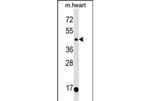 OXTR Antibody (N-term) (ABIN1539559 and ABIN2849236) western blot analysis in mouse heart tissue lysates (35 μg/lane).