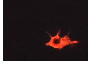 immunofluorescence analysis of A549 cells, using 1/500-1/1000 (BMX anticorps  (C-Term))