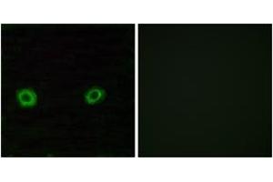Immunofluorescence analysis of A549 cells, using OR2D3 Antibody.