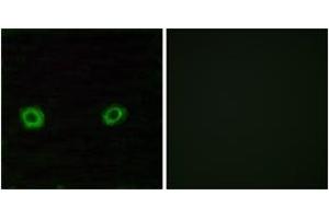 Immunofluorescence analysis of A549 cells, using OR2D3 Antibody.
