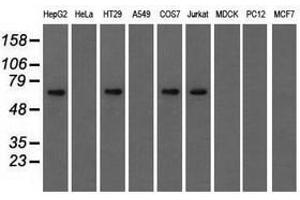 Image no. 4 for anti-Insulin-Like Growth Factor 2 mRNA Binding Protein 2 (IGF2BP2) antibody (ABIN1498821) (IGF2BP2 anticorps)