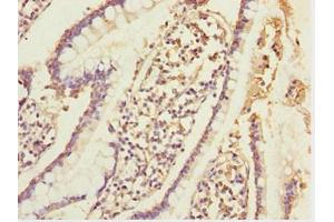 Immunohistochemistry of paraffin-embedded human small intestine tissue using ABIN7152002 at dilution of 1:100 (ERO1L anticorps  (AA 24-260))