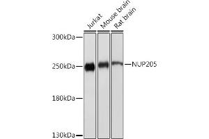 Western blot analysis of extracts of various cell lines, using NUP205 Rabbit pAb (ABIN7269040) at 1:1000 dilution. (NUP205 anticorps)