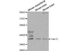Western Blotting (WB) image for anti-Fas Ligand (TNF Superfamily, Member 6) (FASL) (AA 100-200) antibody (ABIN3020742) (FASL anticorps  (AA 100-200))