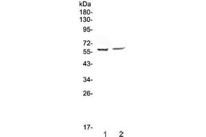 Western blot testing of human 1) HepG2 and 2) PANC-1 cell lysate with STAM1 antibody at 0. (STAM anticorps)