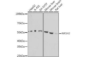 Western blot analysis of extracts of various cell lines, using NR1H2 antibody (ABIN7269011) at 1:1000 dilution. (NR1H2 anticorps  (AA 150-250))