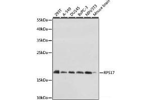 Western blot analysis of extracts of various cell lines using RPS17 Polyclonal Antibody at dilution of 1:1000. (RPS17 anticorps)