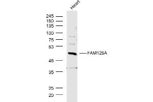 Mouse Heart lysates probed with FAM126A Polyclonal Antibody, Unconjugated  at 1:300 dilution and 4˚C overnight incubation. (FAM126A anticorps  (AA 1-100))