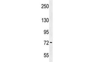 PAK6 antibody western blot analysis in K562 lysate.