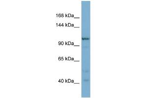 WB Suggested Anti-COPG2 Antibody Titration: 0. (COPG2 anticorps  (N-Term))