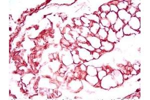 Mouse visceral white fat tissue was stained by Rabbit Anti-Vaspin (63-104) (Human) Serum