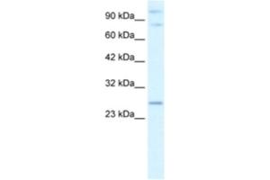 Western Blotting (WB) image for anti-Polycomb Group Ring Finger 3 (PCGF3) antibody (ABIN2460943) (PCGF3 anticorps)
