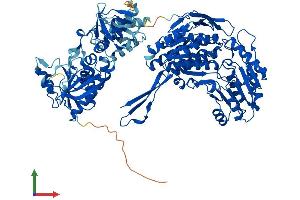 AlphaFold protein structure predicition of Human Recombinant ALDH1L2 Protein, UniprotID Q3SY69