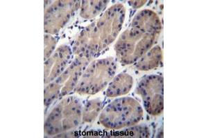 anti-CTTNBP2 N-terminal Like (CTTNBP2NL) (AA 142-172), (N-Term) antibody