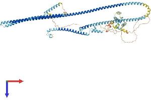 AlphaFold protein structure predicition of Human Recombinant DRC1 Protein, UniprotID Q96MC2