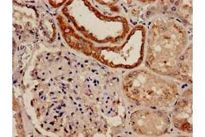 Immunohistochemistry analysis of human kidney tissue using ABIN7152509 at dilution of 1:100 (FBXW7 anticorps  (AA 1-707))