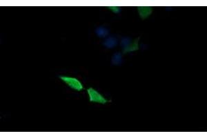 Image no. 5 for anti-Mitogen-Activated Protein Kinase Kinase 3 (MAP2K3) antibody (ABIN1499407) (MAP2K3 anticorps)