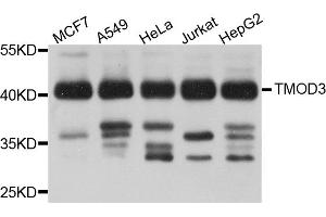 Western blot analysis of extracts of various cell lines, using TMOD3 antibody. (TMOD3 anticorps)