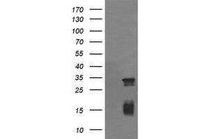 Image no. 1 for anti-Tripartite Motif Containing 38 (TRIM38) (AA 1-265) antibody (ABIN1490687) (TRIM38 anticorps  (AA 1-265))