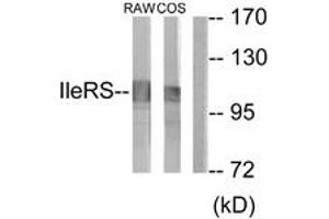 Western blot analysis of extracts from RAW264. (IARS2 anticorps  (AA 71-120))