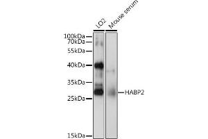 Western blot analysis of extracts of various cell lines, using H antibody (ABIN6129030, ABIN6141583, ABIN6141584 and ABIN6222656) at 1:1000 dilution. (HABP2 anticorps  (AA 24-313))
