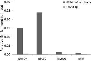 Chromatin immunoprecipitation analysis extracts of 293 cell line, using Trimethyl-Histone H3-K4 antibody (ABIN5969804) and rabbit IgG. (Histone 3 anticorps  (H3K4me3))