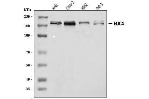 Western blot analysis of EDC4 using anti-EDC4 antibody (ABIN7599694).