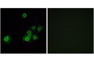 Immunofluorescence (IF) image for anti-Olfactory Receptor, Family 4, Subfamily C, Member 15 (OR4C15) (AA 261-310) antibody (ABIN2891004) (OR4C15 anticorps  (AA 261-310))