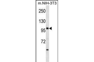 USH1C Antibody (N-term) (ABIN1881984 and ABIN2838647) western blot analysis in mouse NIH-3T3 cell line lysates (35 μg/lane). (USH1C anticorps  (N-Term))