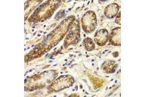 Immunohistochemistry of paraffin-embedded human colon using CAPNS1 antibody.