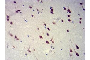 Immunohistochemical analysis of paraffin-embedded brain tissues using RBFOX2 mouse mAb with DAB staining. (RBM9 anticorps  (AA 1-145))