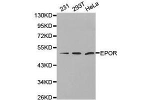 Western Blotting (WB) image for anti-Erythropoietin Receptor (EPOR) antibody (ABIN1872561) (EPOR anticorps)