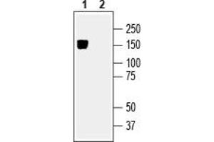 Solute Carrier Family 12 (Potassium-Chloride Transporter) Member 5 (SLC12A5) peptide