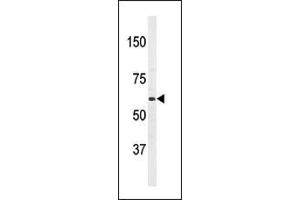 Western blot analysis of anti-T1(PBP2) Antibody (Center) 7274c in HL60 cell line lysates (35 μg/lane). (APPBP2 anticorps  (AA 242-271))
