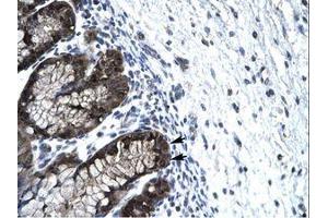 Image no. 1 for anti-Forkhead Box J2 (FOXJ2) (AA 194-243) antibody (ABIN202779)