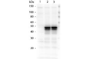 Western Blotting (WB) image for anti-HAUS Augmin-Like Complex, Subunit 8 (HAUS8) (Ser70) antibody (ABIN1043902)