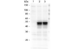 Western Blotting (WB) image for anti-HAUS Augmin-Like Complex, Subunit 8 (HAUS8) (Internal Region) antibody (ABIN1043902) (NYS48/HAUS8 anticorps  (Internal Region))