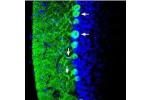 Expression of Synapsin-1 in mouse cerebellum - Immunohistochemical staining of perfusion-fixed frozen mouse brain sections using Anti-Synapsin I (SYN1) Antibody (ABIN7043786, ABIN7044658 and ABIN7044659), (1:400), followed by anti-rabbit-Alexa-488 antibody.