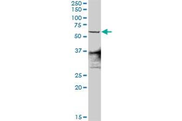 ZNF496 antibody  (AA 1-587)