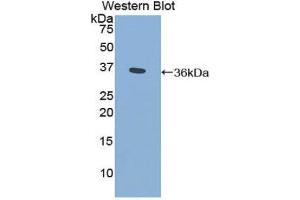 Western Blotting (WB) image for anti-Cytochrome P450, Family 21, Subfamily A, Polypeptide 2 (CYP21A2) (AA 106-389) antibody (ABIN1858588) (CYP21A2 anticorps  (AA 106-389))