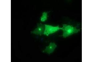 Image no. 1 for anti-Synaptotagmin IV (SYT4) antibody (ABIN1501275) (SYT4 anticorps)